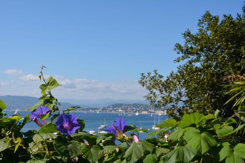 CANNES ANTIBES 113